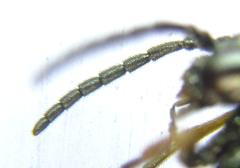 Stethomostus fuliginosus