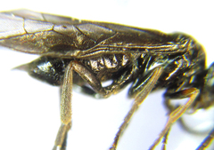 Stethomostus fuliginosus