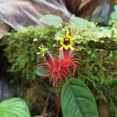 Columnea minor