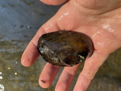 Ortmanniana ligamentina