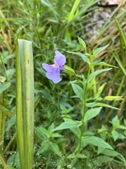Mimulus ringens
