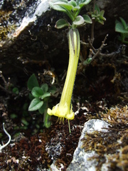 Salpichroa glandulosa