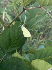 Pieris rapae