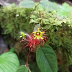 Columnea minor