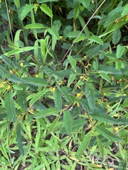 Chamaecrista