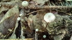Marasmius rotula