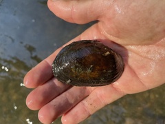 Ortmanniana ligamentina