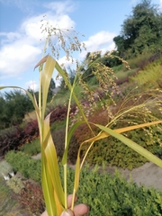 Panicum miliaceum miliaceum