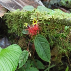 Columnea minor