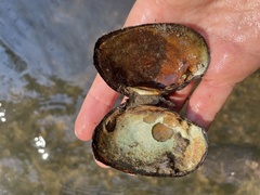 Ortmanniana ligamentina