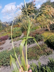 Panicum miliaceum miliaceum