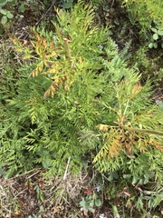 Pulsatilla occidentalis