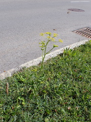 Pastinaca sativa