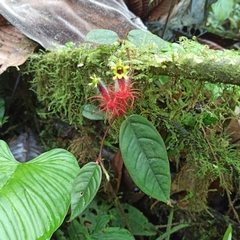 Columnea minor