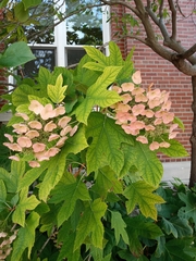 Hydrangea quercifolia