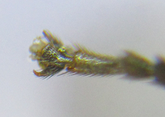 Stethomostus fuliginosus