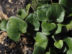 Cochlearia