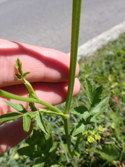 Pastinaca sativa