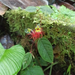 Columnea minor