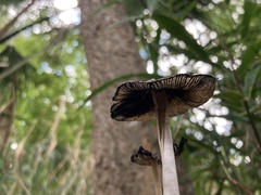 Coprinopsis