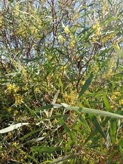 Acacia provincialis