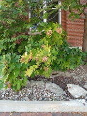Hydrangea quercifolia