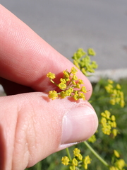 Pastinaca sativa