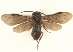 Stethomostus fuliginosus