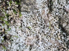 Physcia thomsoniana