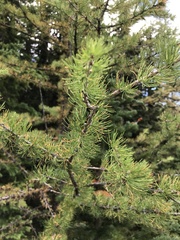Larix lyallii