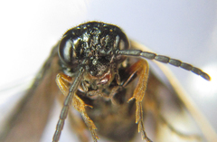 Stethomostus fuliginosus