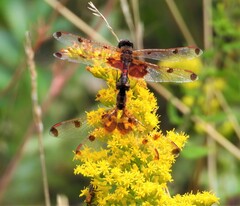 Celithemis elisa