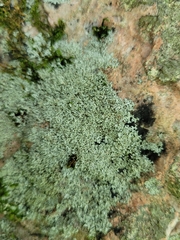 Physcia thomsoniana