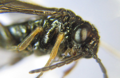 Stethomostus fuliginosus