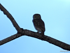 Glaucidium brasilianum