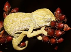 Chamaeleo chamaeleon chamaeleon