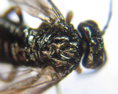 Stethomostus fuliginosus