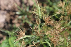 Cyperus rotundus