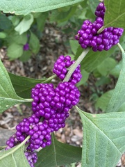 Callicarpa americana