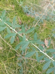 Cytisus nigricans