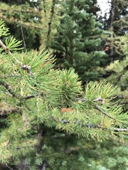 Larix lyallii