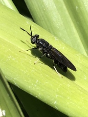 Hermetia illucens