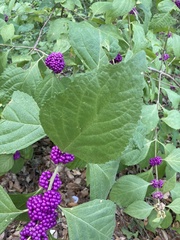 Callicarpa americana