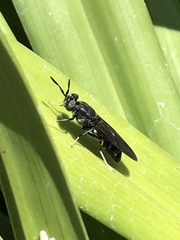 Hermetia illucens