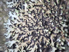 Phaeophyscia pusilloides