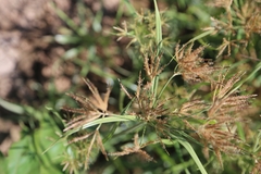 Cyperus rotundus