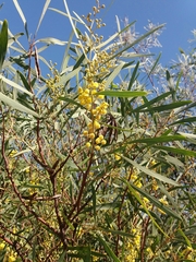 Acacia provincialis