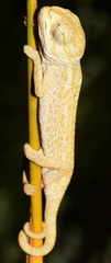 Chamaeleo chamaeleon chamaeleon