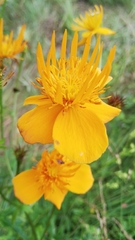 Trollius macropetalus