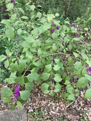 Callicarpa americana